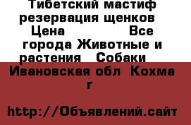 Тибетский мастиф резервация щенков › Цена ­ 100 000 - Все города Животные и растения » Собаки   . Ивановская обл.,Кохма г.